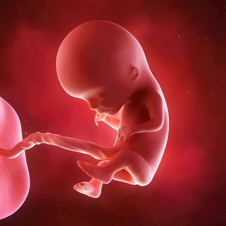 bebe en el vientre